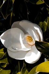 Fototapeta na wymiar Closeup shot of white magnolia in the garden