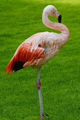 Roter Flamingo, Kuba-Flamingo, Phoenicopterus ruber