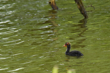 Bläßhuhn, Fulica atra,  Bläßhuhnküken