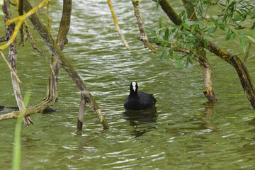 Bl&auml;&szlig;huhn, Fulica atra