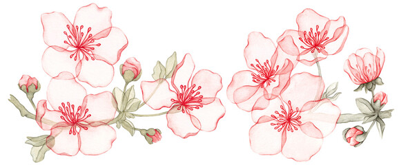Branch of almond with blossoms. Transparent flowers. Cherry flowers, sakura blooming. Watercolor illustration. Set isolated on transparent background. Collection. © Alina