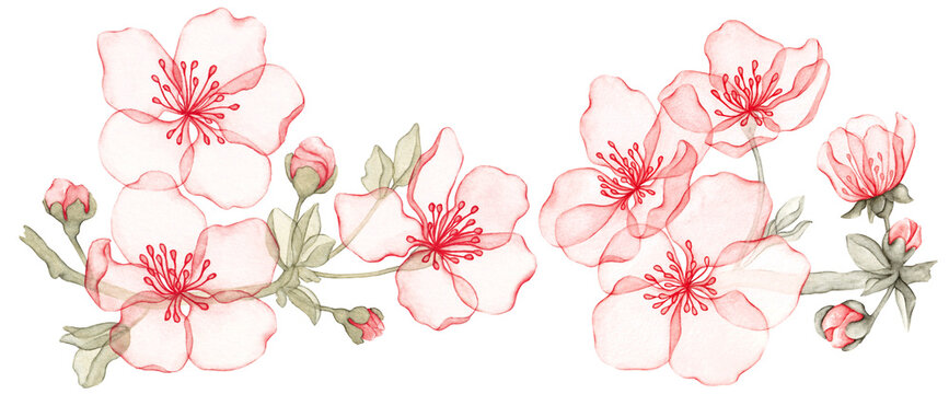 Branch of almond with blossoms. Transparent flowers. Cherry flowers, sakura blooming. Watercolor illustration. Set isolated on transparent background. Collection.