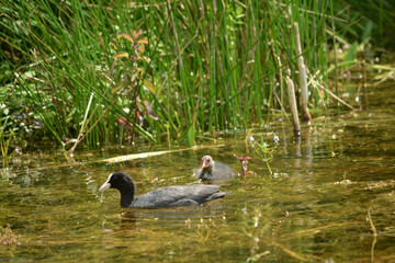 Bläßhuhn, Fulica atra