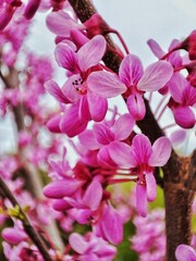 Obraz premium Vertical closeup of pink flowers on the eastern redbud (Cercis canadensis) tree