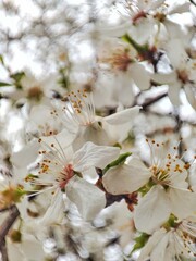 Vertical closeup of apricot flowers on a tree against blurred background