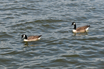 Kanadagans,  Branta canadensis