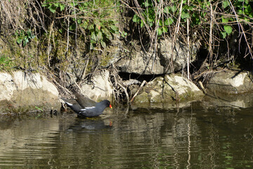 Teichralle, Teichhuhn,  Gallinula chloropus