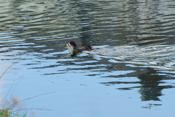 Teichralle, Teichhuhn,  Gallinula chloropus