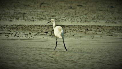 Crane in wetland, Kadalundi eco tourism center, Kerala, India