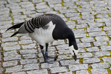 Weißwangengans,  Nonnengans,  Branta leucopsis - obrazy, fototapety, plakaty