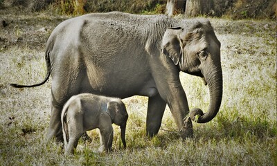 Elephant and its calf at Muthumalai tiger reserve, Tamil Nadu, India