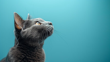 Studio shot of side view of grey british short hair cat looking up on blue background. Copy space for text
