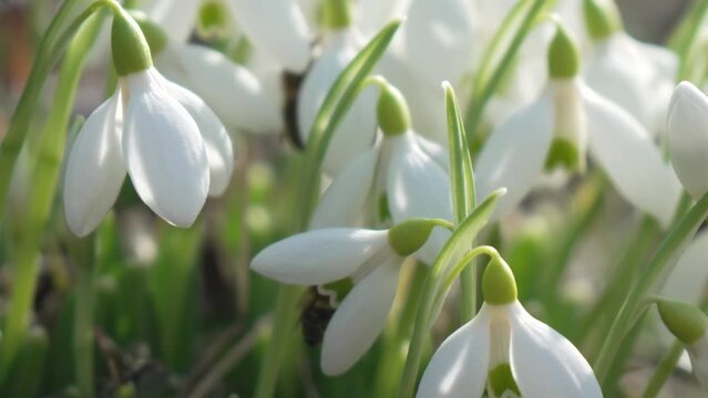 Bee pollinates snowdrop during early spring in forest. Snowdrops, flower, spring. Honey bee, Apis mellifera visiting first snowdrops on early spring, signaling end of winter. Slow motion, close up