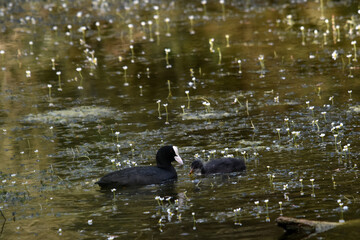 Bläßhuhn, Fulica atra