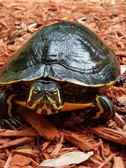 Vertical closeup shot of a pond slider (Trachemys scripta) on the pieces of wood