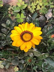Vertical closeup of a beautiful yellow Gazania rigens treasure flower captured from top view