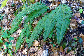 Close-up of beautiful fern plant with brown leaves at hiking trail at Swiss Bürgenstock mountain on a sunny spring day. Photo taken April 11th, 2024, Buergenstock, Switzerland.