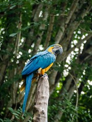 Blue parrot perched on a tree