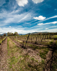 paesaggi di vigneti in primavera in italia