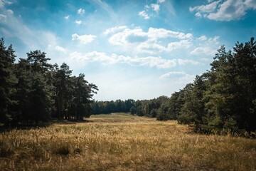 Obraz premium Scenic natural scenery of golden grass surrounded by green leafy trees against the blue sky
