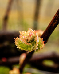 gemme d'uva in vigneto