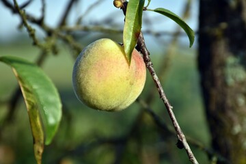 Closeup of a single peach on a tree