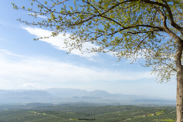 Ubeda Viewpoint. Olive Field and Beautiful Landscape of Jaén Region, Andalusia, Spain