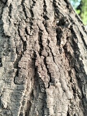 tree truck close-view wood