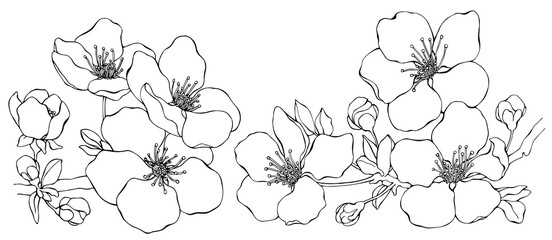 Branch of almond with blossoms. Cherry flowers, sakura blooming. Line art. Black outline illustration. Two elements of set isolated on transparent background. Collection. © Alina