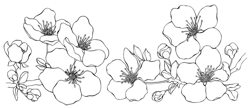 Branch of almond with blossoms. Cherry flowers, sakura blooming. Line art. Black outline illustration. Two elements of set isolated on transparent background. Collection.