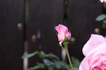 Pink rose flower with leaves