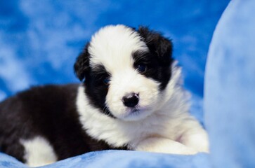 Closeup shot of an adorable border collie puppy posing on a soft blue background