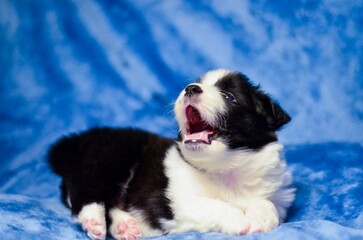 Closeup shot of an adorable border collie puppy posing on a soft blue background