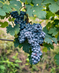 acini di uva nera tra le foglie, piena maturazione, qualche giorno prima della vendemmia