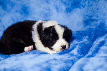 Closeup shot of an adorable border collie puppy posing on a soft blue background