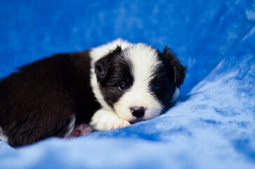 Naklejka na ściany i meble Closeup shot of an adorable border collie puppy posing on a soft blue background