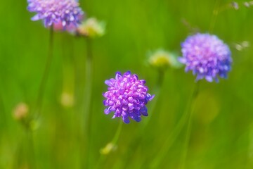 Obraz premium Close-up shot of Scabiosa flowers with a blurry background