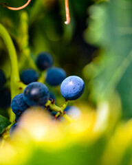 acini di uva nera tra le foglie, piena maturazione, qualche giorno prima della vendemmia