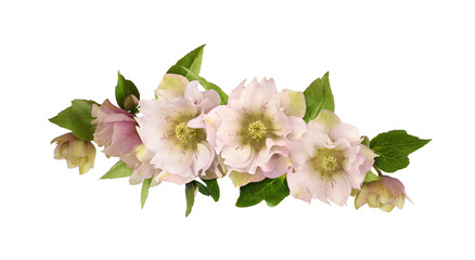 Pink fluffy helleborus flowers and leaves in a floral arrangement isolated on white or transparent background - obrazy, fototapety, plakaty