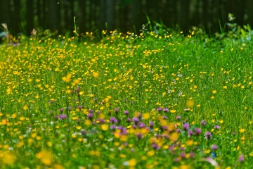 Beautiful shot of wild meadow flowers in the daytime