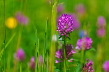 Close-up shot of wild meadow flowers with a blurry background