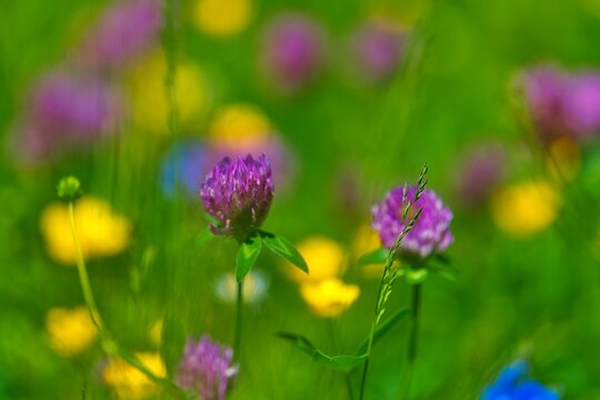 Close-up shot of wild meadow flowers with a blurry background