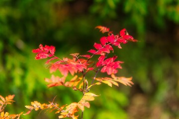 Red leaves on a tree in the Thuringian Forest on a sunny autumn day