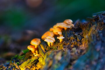Closeup shot of Orange Mycena mushrooms found growing in the wild