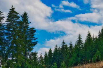 Tall trees in the Thuringian Forest against the blue sky during a sunny autumn day