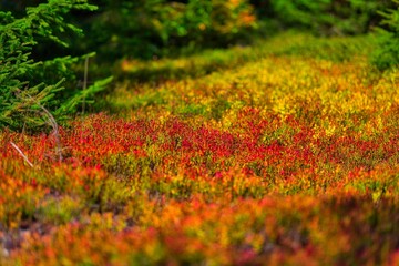 Close-up shot of the small red and yellow flowers in the Thuringian Forest on a sunny autumn day
