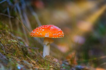 Beautiful view of a Fly agaric in the forest