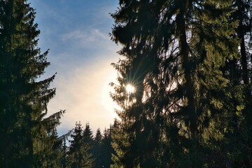 Pine trees in the Thuringian forest at sunset with the cloudy sky in the background, in Germany