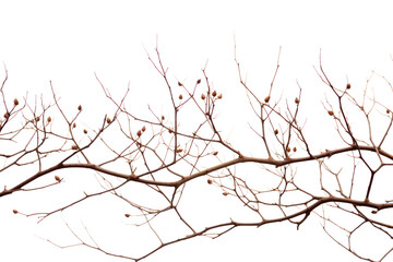Brown, leafless branches placed.Isolated on transparent background.
