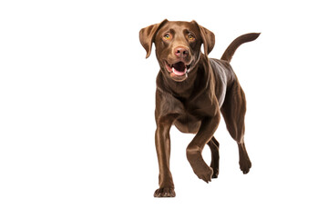 Brown Labrador Retriever dog Carrying a tennis ball .Isolated on transparent background.